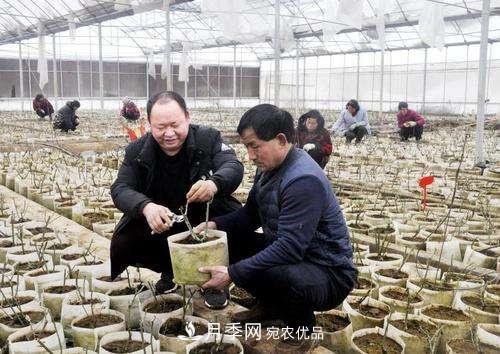 南陽月季集團總經理李付昌——月季大觀園里的拓荒者(圖2)