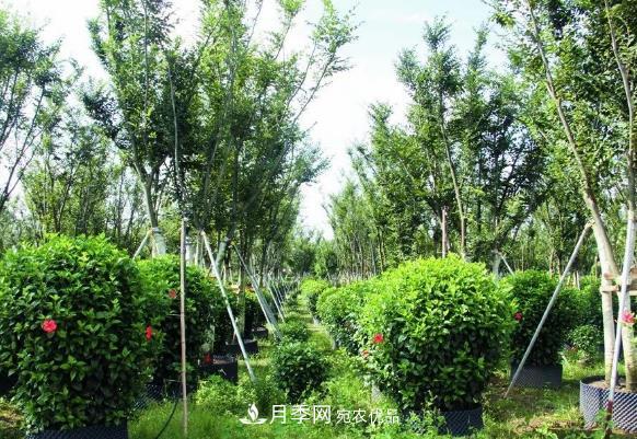 苗木容器苗比地栽苗、裸根苗、假植苗有哪些優(yōu)勢？(圖1)