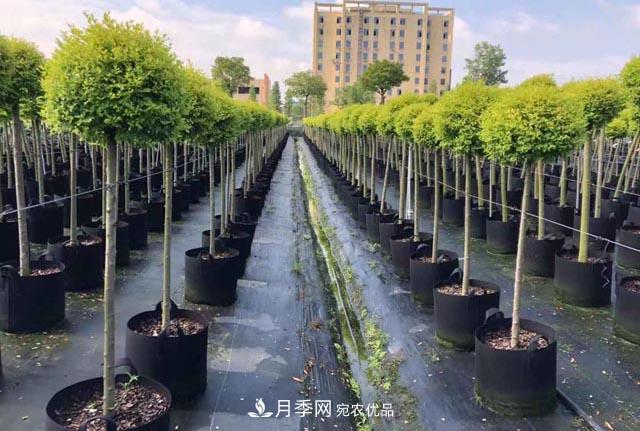 為什么越來(lái)越多的苗木人選擇容器苗？(圖1)
