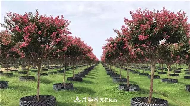 苗木干貨，容器苗乃大勢所趨？(圖1)