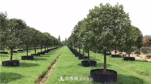 苗木干貨，容器苗乃大勢所趨？(圖3)