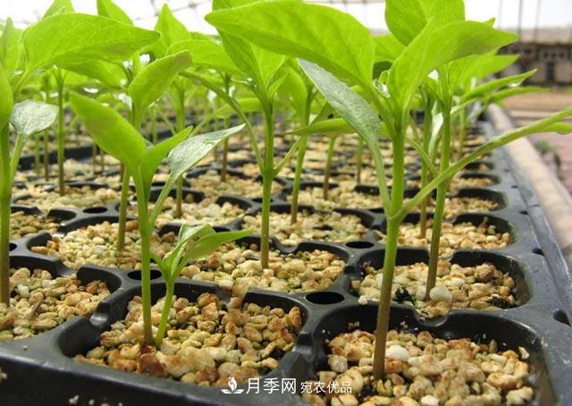 容器苗，或?qū)⒊蔀槊缒痉N植新趨勢(shì)(圖2)