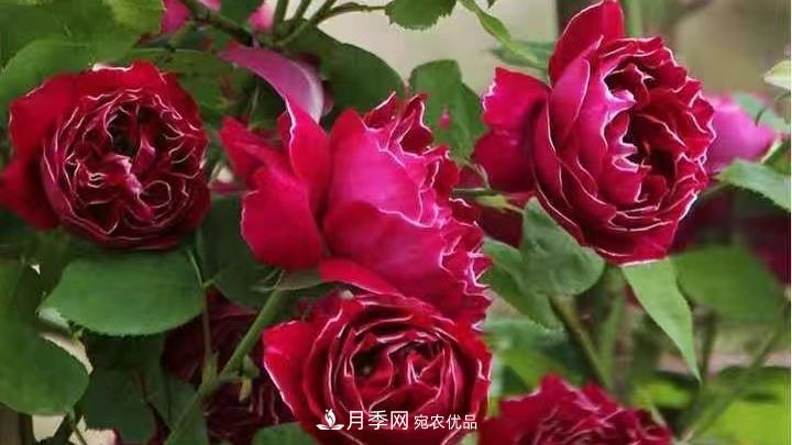 月季花的養(yǎng)殖要點(diǎn)(圖1)