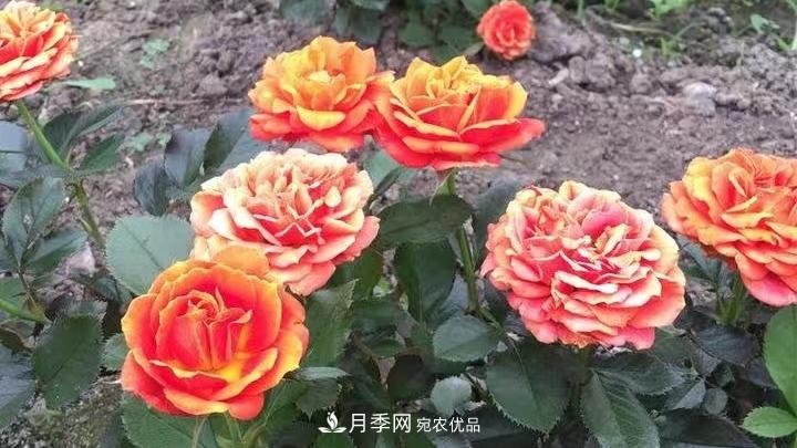 月季花的養(yǎng)殖要點(diǎn)(圖2)