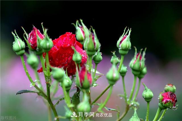 月季秋天如何養(yǎng)護？要“修”又要“防”，兩手抓才能長勢良好(圖1)