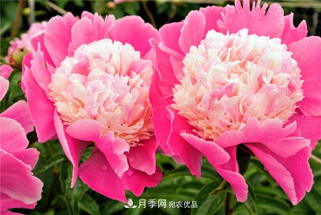 風(fēng)流菏澤牡丹：可知國色無兼美，剛數(shù)曹州又亳州(圖1)