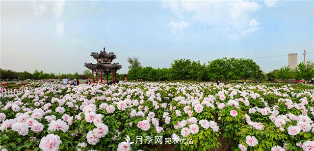 風(fēng)流菏澤牡丹：可知國色無兼美，剛數(shù)曹州又亳州(圖2)