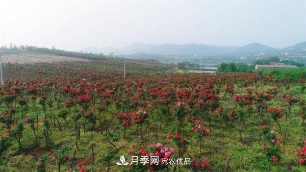 湖北荊門錢場鎮(zhèn)月季產(chǎn)業(yè)蛻變“美麗經(jīng)濟(jì)”(圖1)