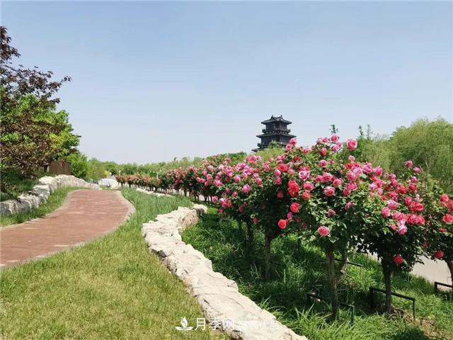 衡水街頭開滿月季花，又香又美人人夸！(圖1)