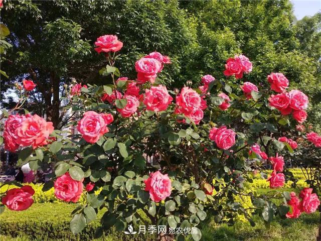 衡水街頭開滿月季花，又香又美人人夸！(圖2)