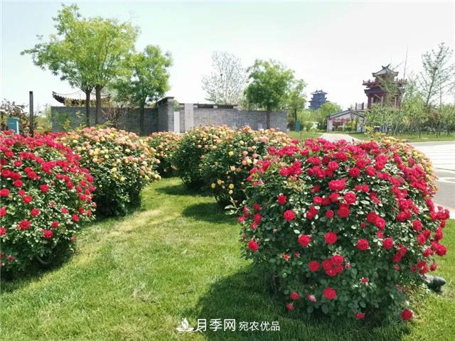 衡水街頭開滿月季花，又香又美人人夸！(圖3)