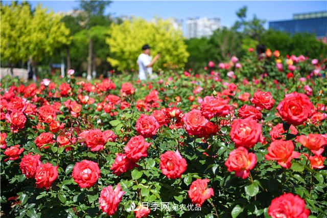 河北廊坊500余萬(wàn)株月季打造城市月季花海(圖2)