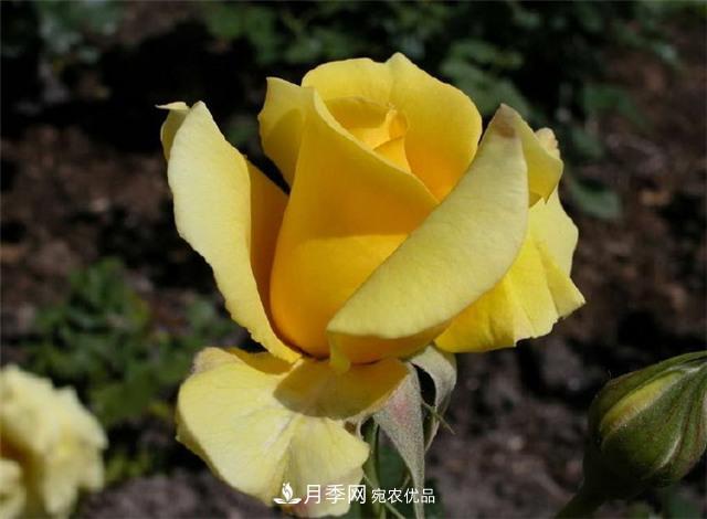 中國(guó)月季與世界園林(圖2)