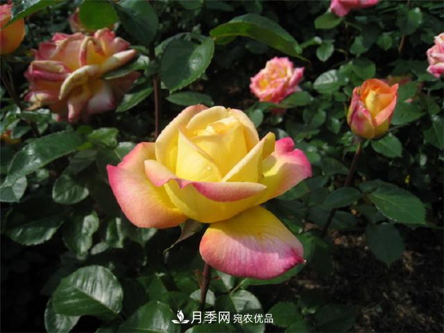 中國(guó)月季與世界園林(圖3)