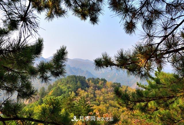 秋季園林苗木栽植的要點：一核心二原則三不準(圖1)