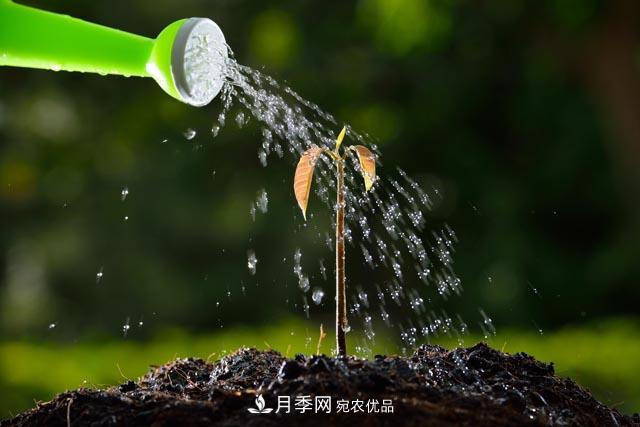 秋季園林苗木栽植的要點：一核心二原則三不準(圖2)