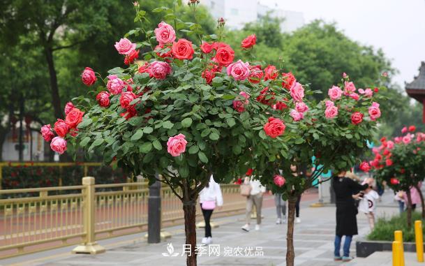保證這兩個條件，80%的花卉都能養(yǎng)的住(圖1)