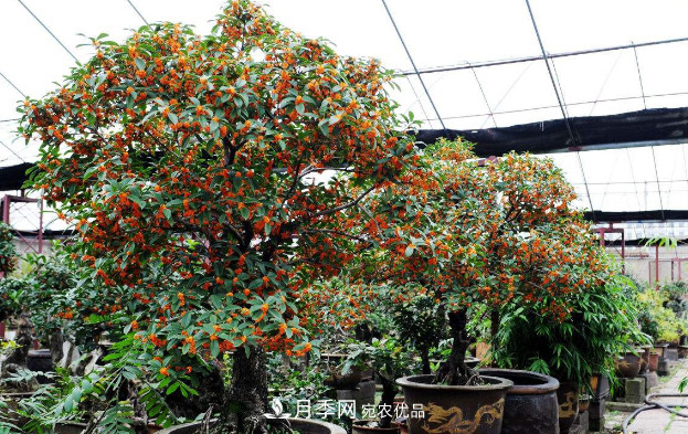 養(yǎng)護(hù)盆栽桂花，4方面做到位，9月到11月開(kāi)花更多更香(圖2)