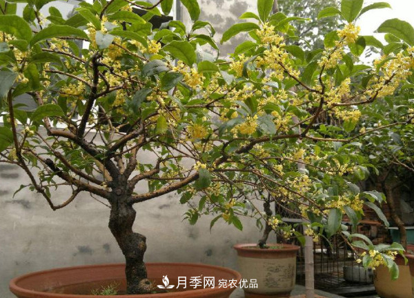 養(yǎng)護(hù)盆栽桂花，4方面做到位，9月到11月開(kāi)花更多更香(圖1)
