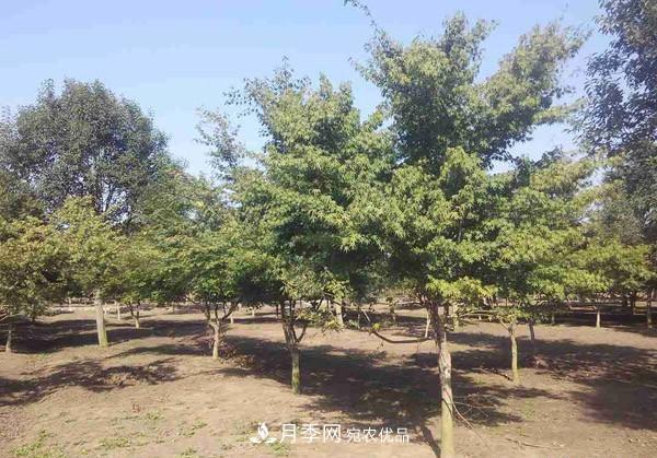 移栽苗木大樹，記住這幾點，成活率翻倍(圖1)