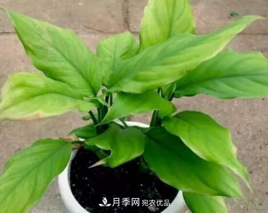 萬年青有哪些品種，萬年青的品種圖片大全(圖4)
