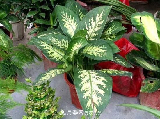 萬年青有哪些品種，萬年青的品種圖片大全(圖2)