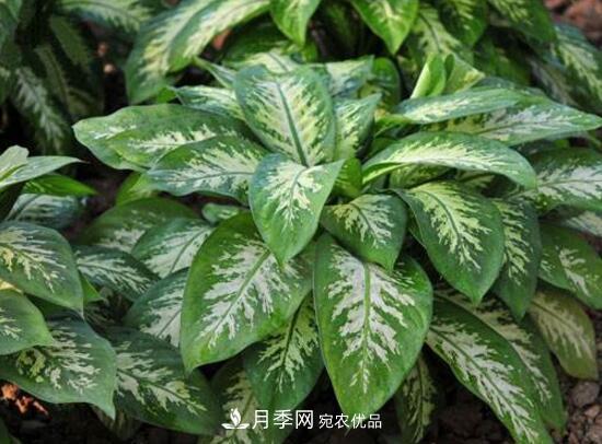 萬年青有哪些品種，萬年青的品種圖片大全(圖1)