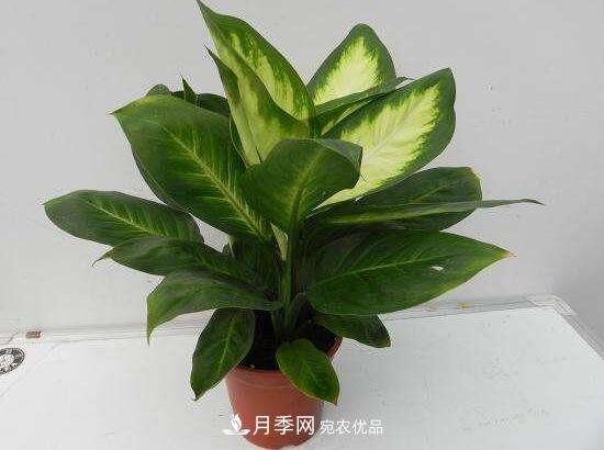 萬年青有哪些品種，萬年青的品種圖片大全(圖6)