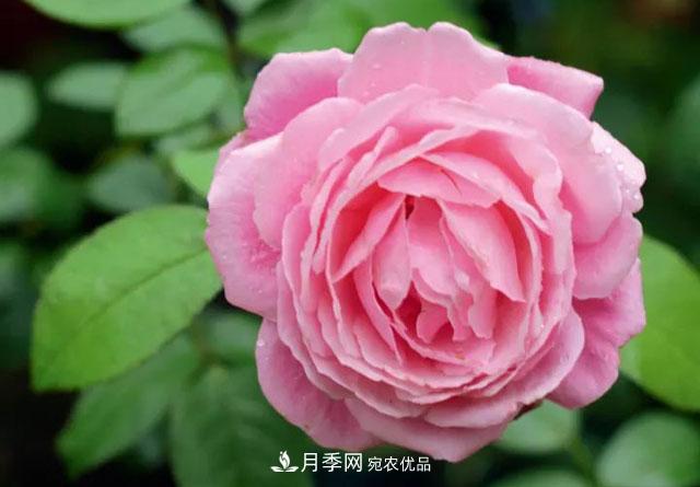 耐看的10種月季推薦：非常養(yǎng)眼，你養(yǎng)過幾種(圖7)