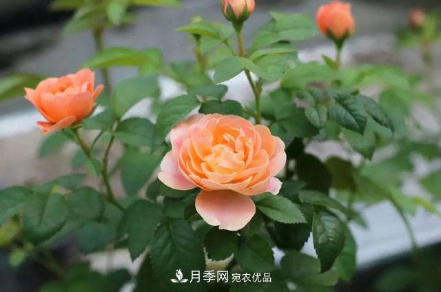 耐看的10種月季推薦：非常養(yǎng)眼，你養(yǎng)過幾種(圖1)