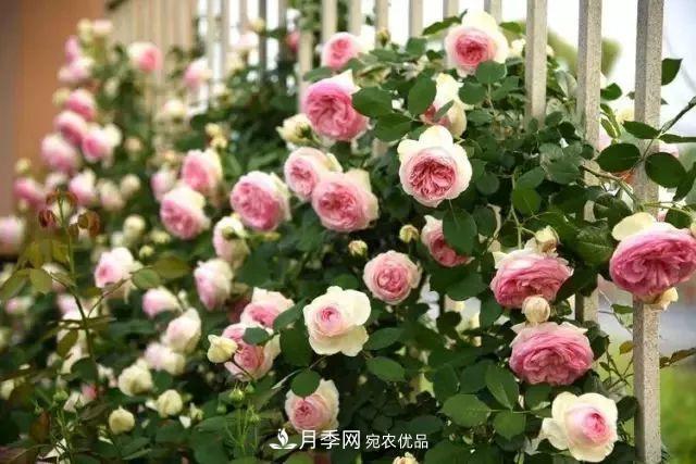 耐看的10種月季推薦：非常養(yǎng)眼，你養(yǎng)過幾種(圖2)