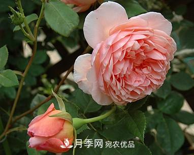 耐看的10種月季推薦：非常養(yǎng)眼，你養(yǎng)過幾種(圖8)