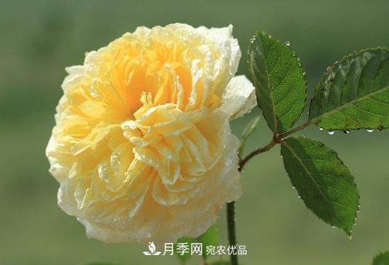 耐看的10種月季推薦：非常養(yǎng)眼，你養(yǎng)過幾種(圖9)