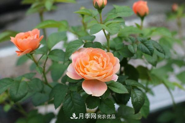 大花月季、豐花月季、微型月季知識介紹(圖3)