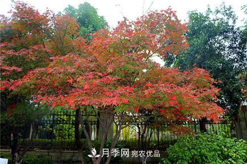 雞爪槭的栽培技術(shù)及注意事項(xiàng)(圖1)