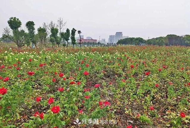 上海松江10萬平方米月季小鎮(zhèn)9月底完工，十一等你來打卡(圖4)