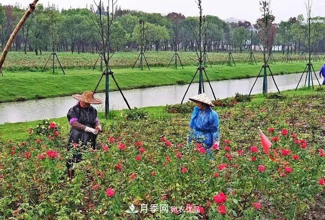 上海松江10萬平方米月季小鎮(zhèn)9月底完工，十一等你來打卡(圖3)