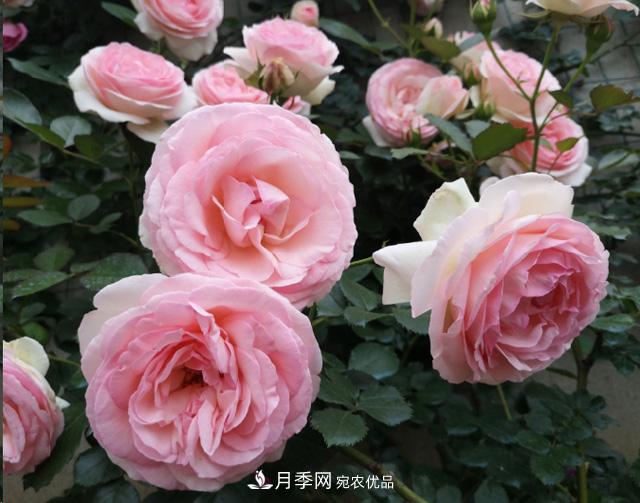 月季入秋養(yǎng)護(hù)做到這3點(diǎn)，開花大又多！(圖1)