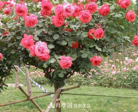 月季花很漂亮，但選購的時候認(rèn)準(zhǔn)這7個方法(圖3)
