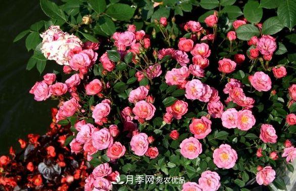 月季花很漂亮，但選購的時候認(rèn)準(zhǔn)這7個方法(圖2)