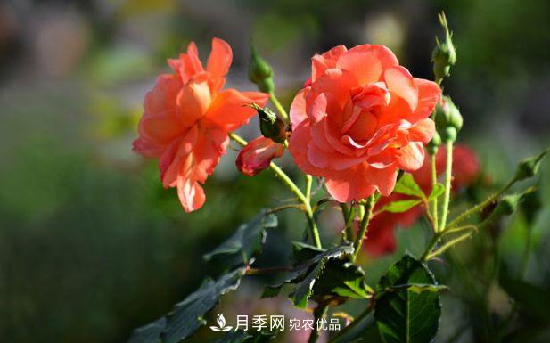 月季花很漂亮，但選購的時候認(rèn)準(zhǔn)這7個方法(圖1)