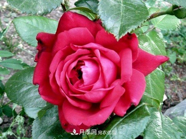 玫瑰國(guó)度的天使，冬天養(yǎng)月季選它，完美月季花，勤花多花更漂亮(圖1)