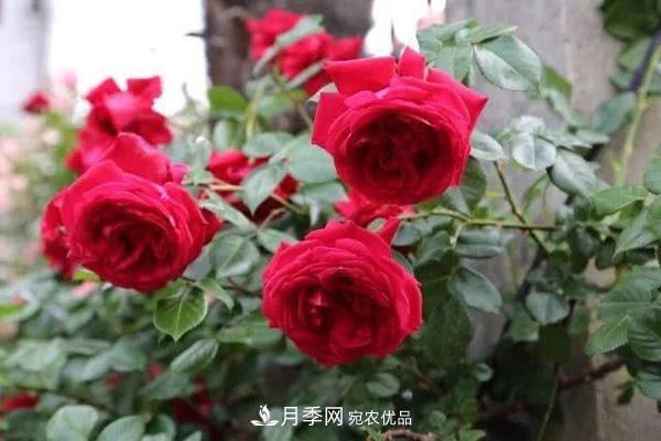 玫瑰國(guó)度的天使，冬天養(yǎng)月季選它，完美月季花，勤花多花更漂亮(圖2)