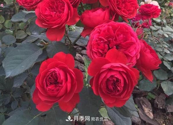 玫瑰國(guó)度的天使，冬天養(yǎng)月季選它，完美月季花，勤花多花更漂亮(圖3)