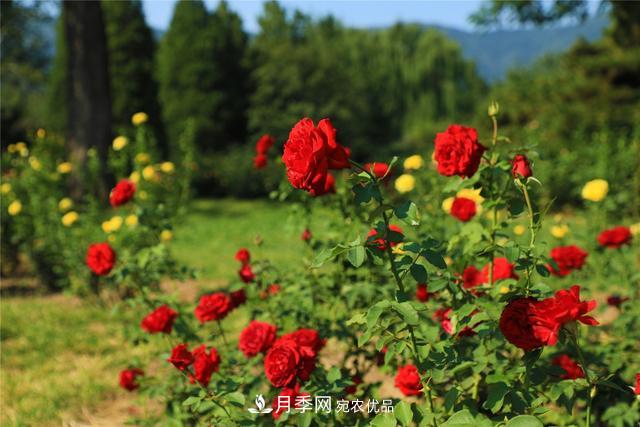 等你來！北京植物園10萬余株月季陸續(xù)進(jìn)入花期(圖2)