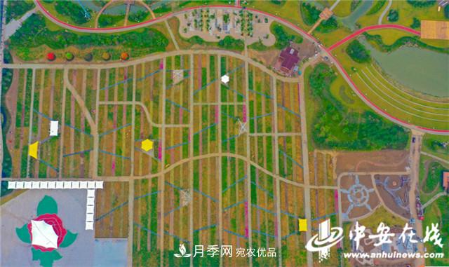 探訪第十屆中國月季展覽會(huì) 2000多種月季花月底綻放(圖6)