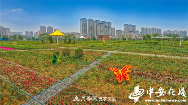 探訪第十屆中國月季展覽會(huì) 2000多種月季花月底綻放(圖1)