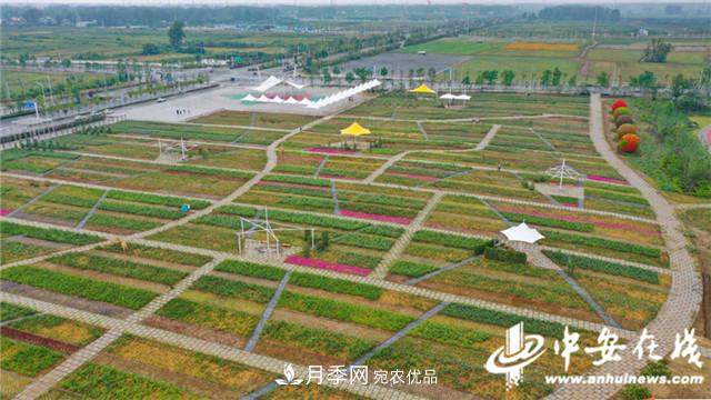 探訪第十屆中國月季展覽會(huì) 2000多種月季花月底綻放(圖7)