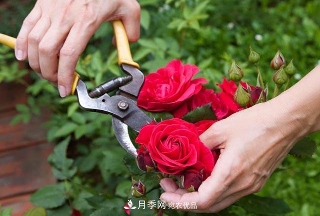 南陽(yáng)月季整枝修剪技術(shù)要點(diǎn)是什么？(圖1)