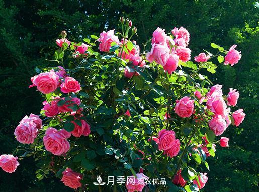 南陽(yáng)月季批發(fā)基地冬季抽條應(yīng)該怎么做？(圖1)